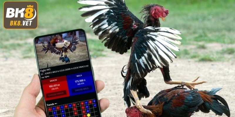 Các cửa đặt cược cơ bản trong đá gà BK8