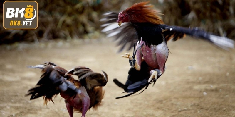 Khám phá các hình thức đá gà phổ biến tại BK8